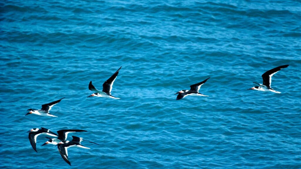 faune Crete en automne