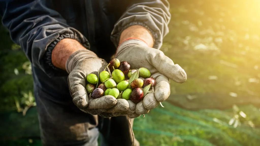 Récolte d'olives fraîches dans les mains d'un agriculteur, représentant les traditions agricoles en Crète.