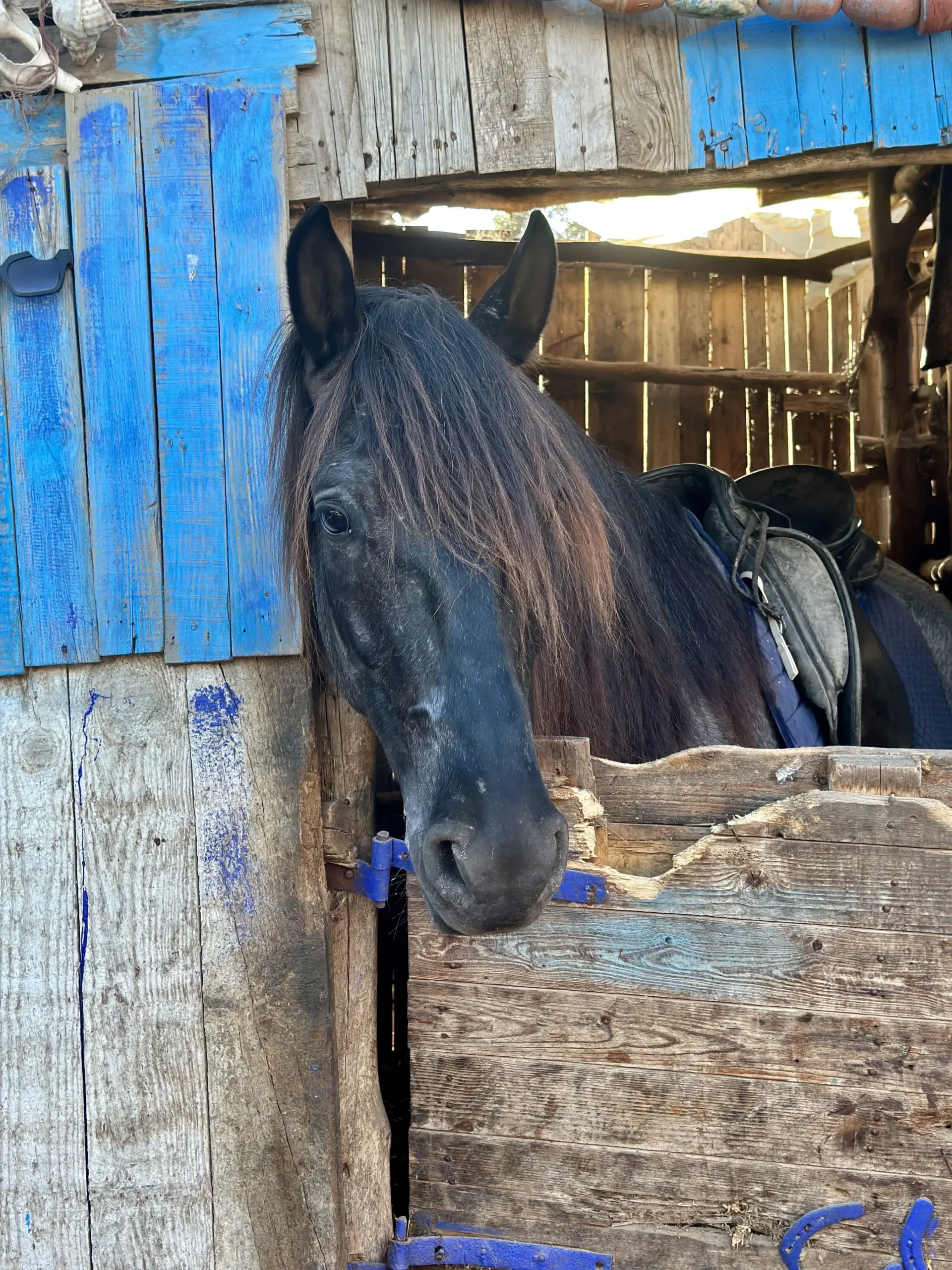 Equitation-Essaouira