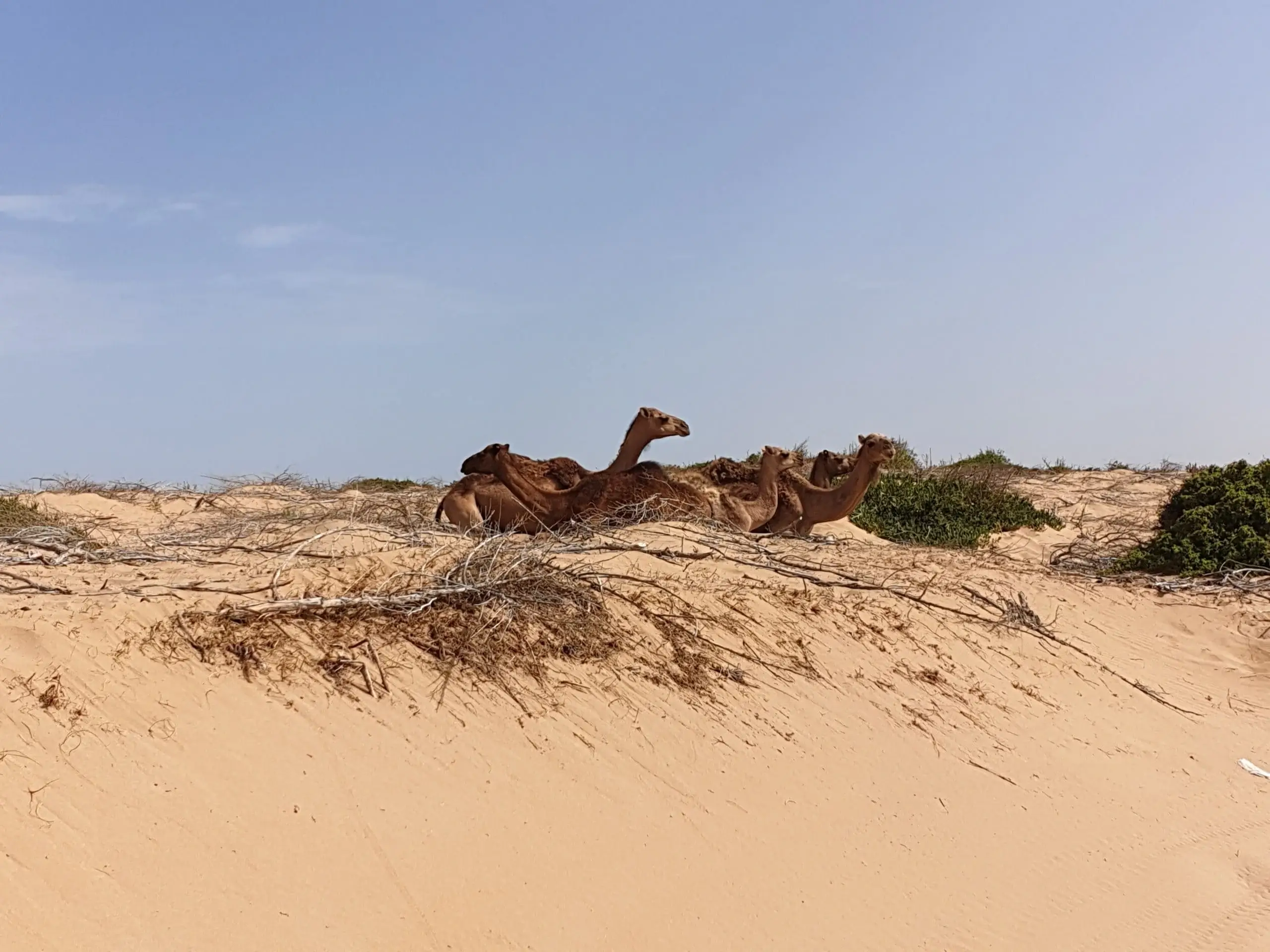 dromadaires-Essaouira